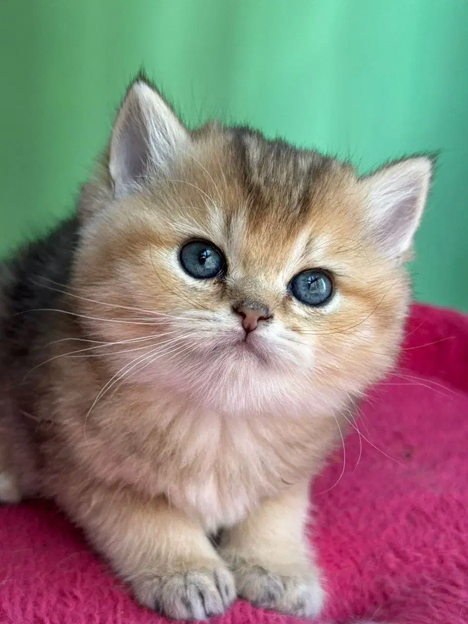 گربه های زیبا و شجره دار و تربیت شده|گربه|شیراز, ابیوردی|دیوار