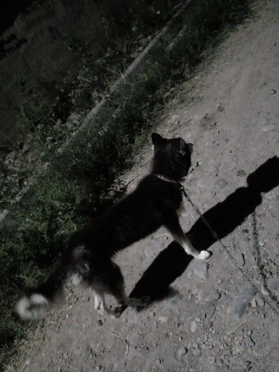 سگ هاسگی|سگ|پارسآباد, |دیوار