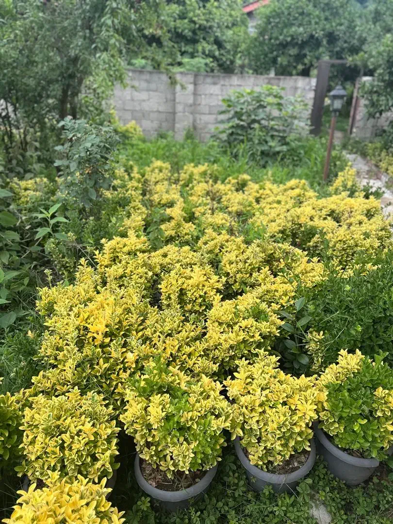 شمشاد طلایی وصال 33|گل و گیاه طبیعی|چابکسر, |دیوار