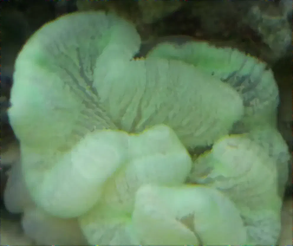 Ab sh orشقایق موکتی و کلارکی ابشورmm|ماهی|تهران, جوادیه تهرانپارس|دیوار