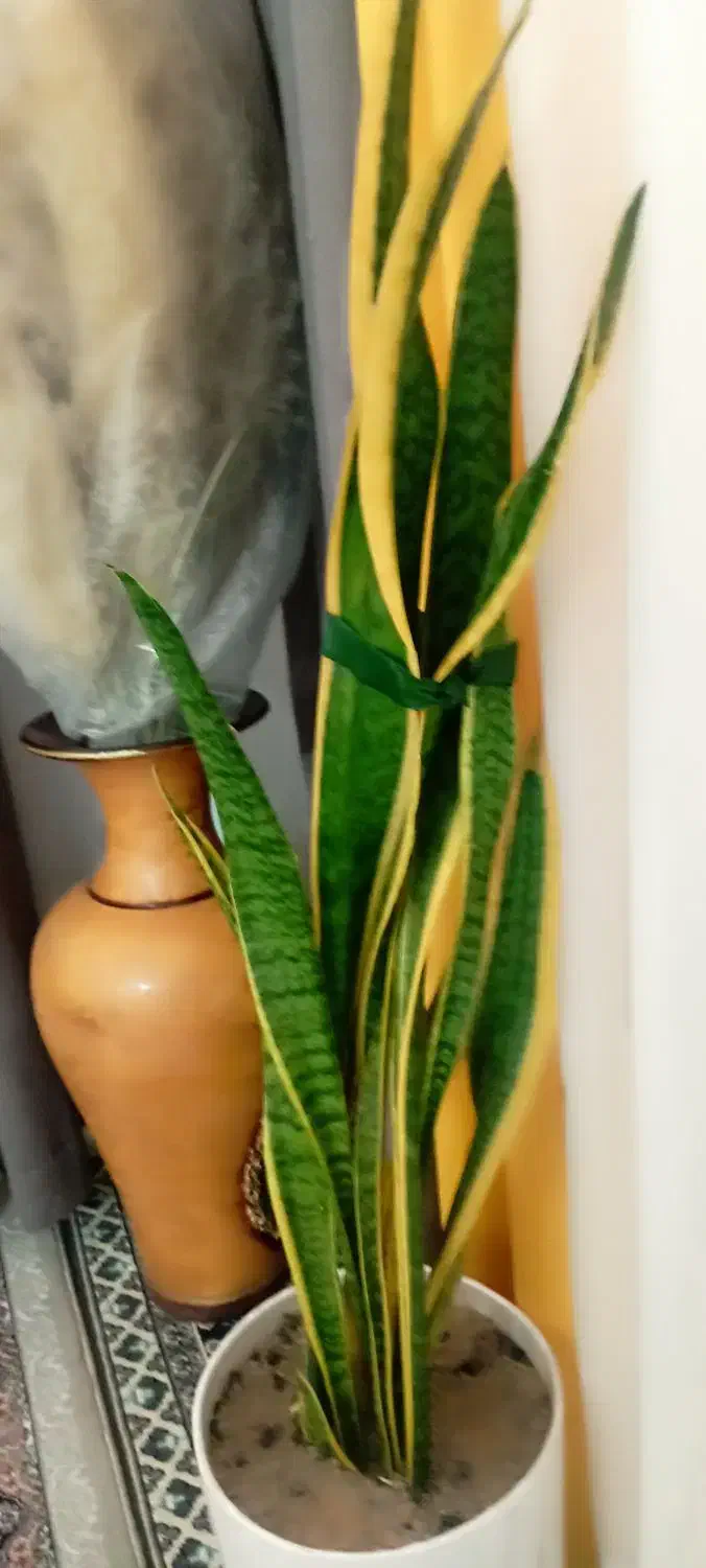 گل سانسور یا دوعددفروشی|گل و گیاه طبیعی|الشتر, |دیوار