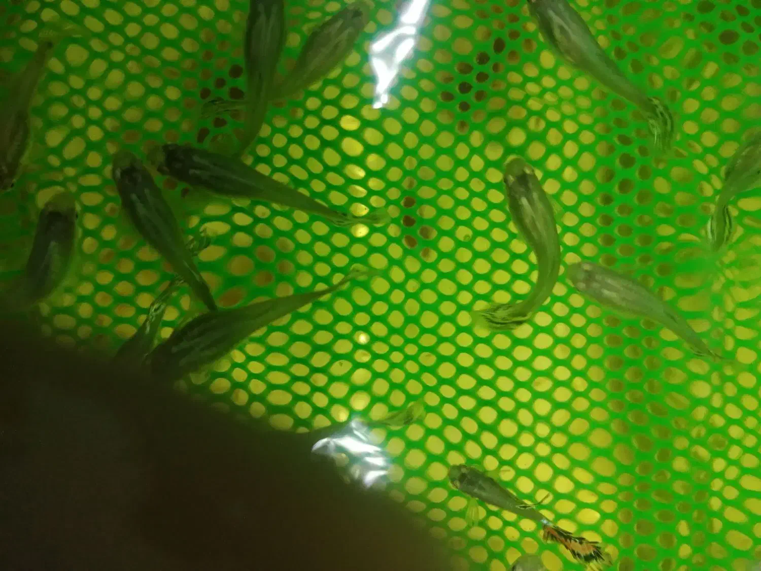 ماهی گوپی|ماهی|سمنان, |دیوار