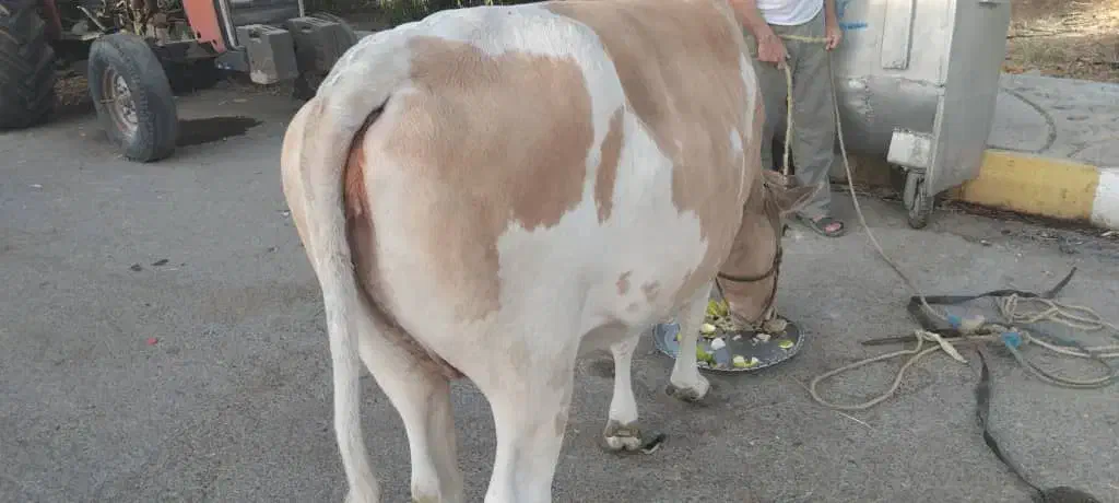 گاو استرالیایی (اسرائیلی) ماده|حیوانات مزرعه|میناب, |دیوار