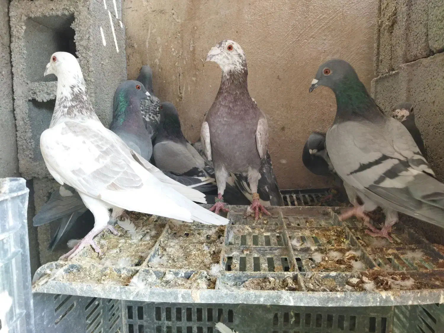 کبوتر پلاکی طوقی (چنارشیجون)|پرنده|شیراز, درکی|دیوار