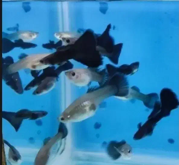 فروش ویژه ماهی گوپی|ماهی|قزوین, |دیوار