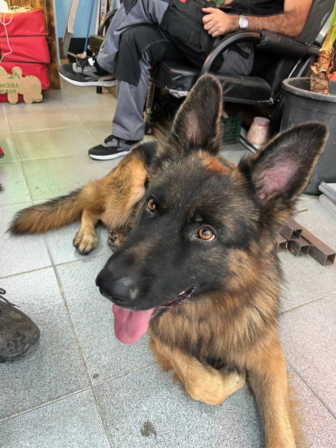 سگ پیدا شده|حیوانات|لاهیجان, شیشه گران|دیوار