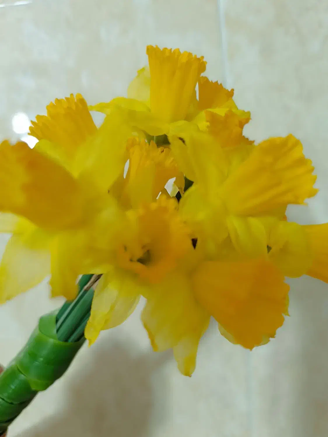 گل نرگس|گل و گیاه طبیعی|قائم‌شهر, |دیوار