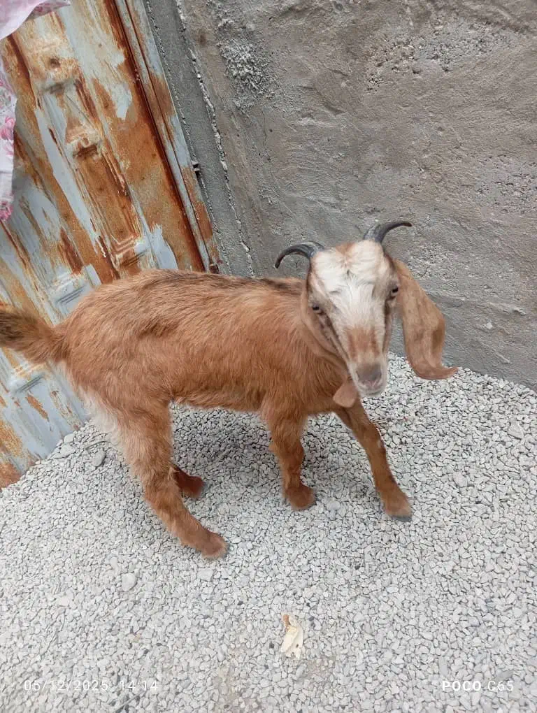 بز ماده|حیوانات مزرعه|بندر کنگان, |دیوار