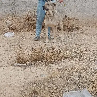 ماده سرابی|سگ|تبریز, |دیوار