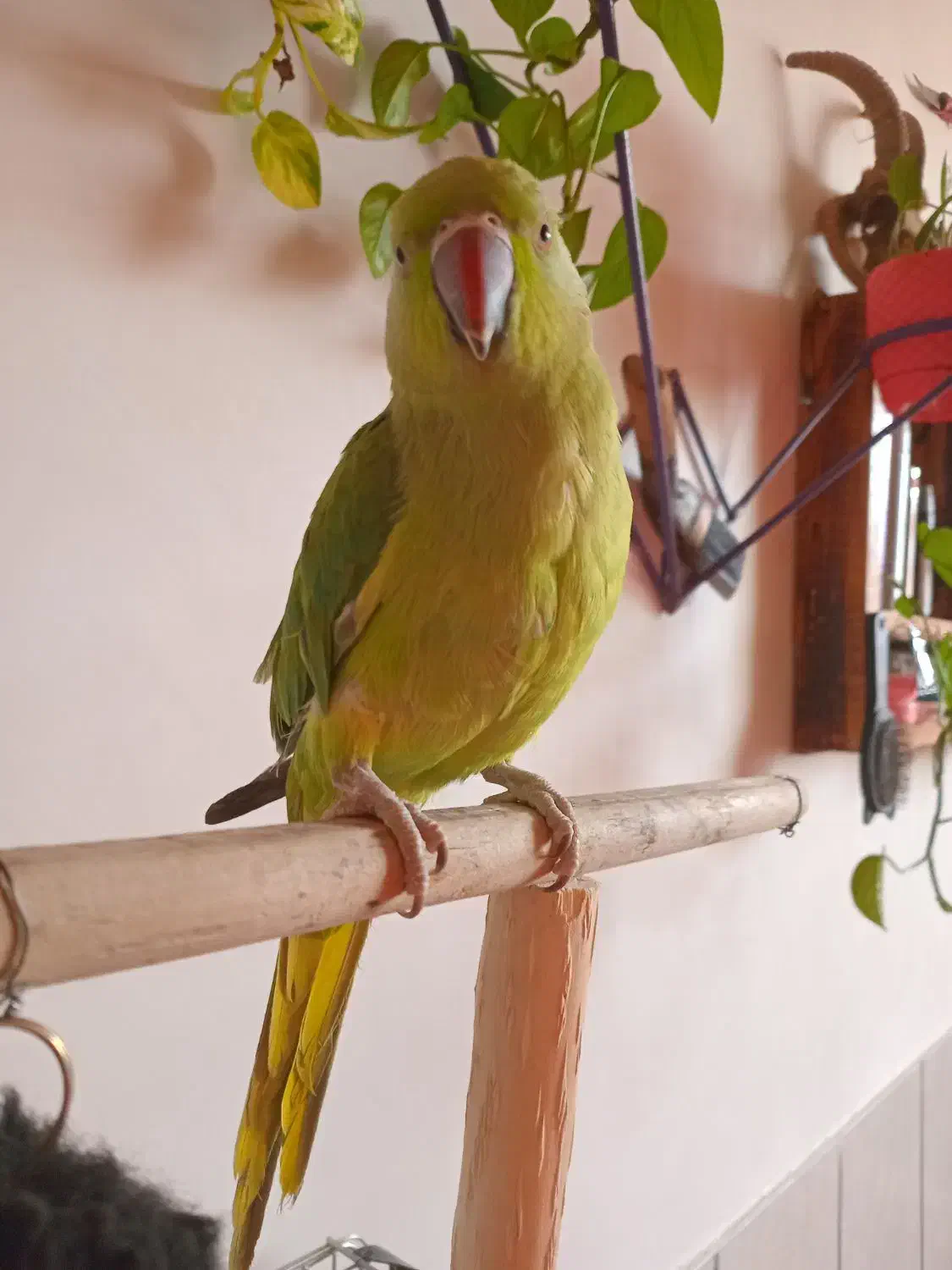 طوطی ملنگو|پرنده|تربت‌حیدریه, بالا ولایت|دیوار