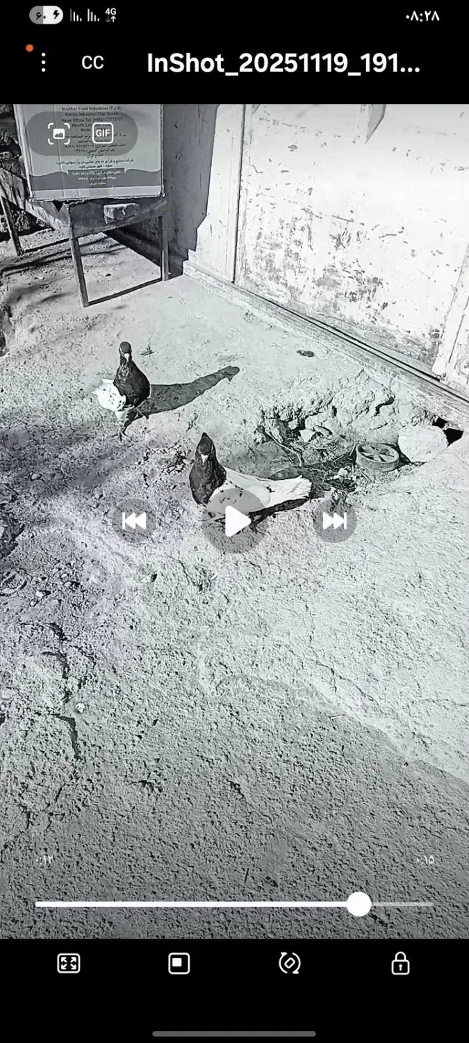 کله ای نقش|پرنده|خانمیرزا, |دیوار