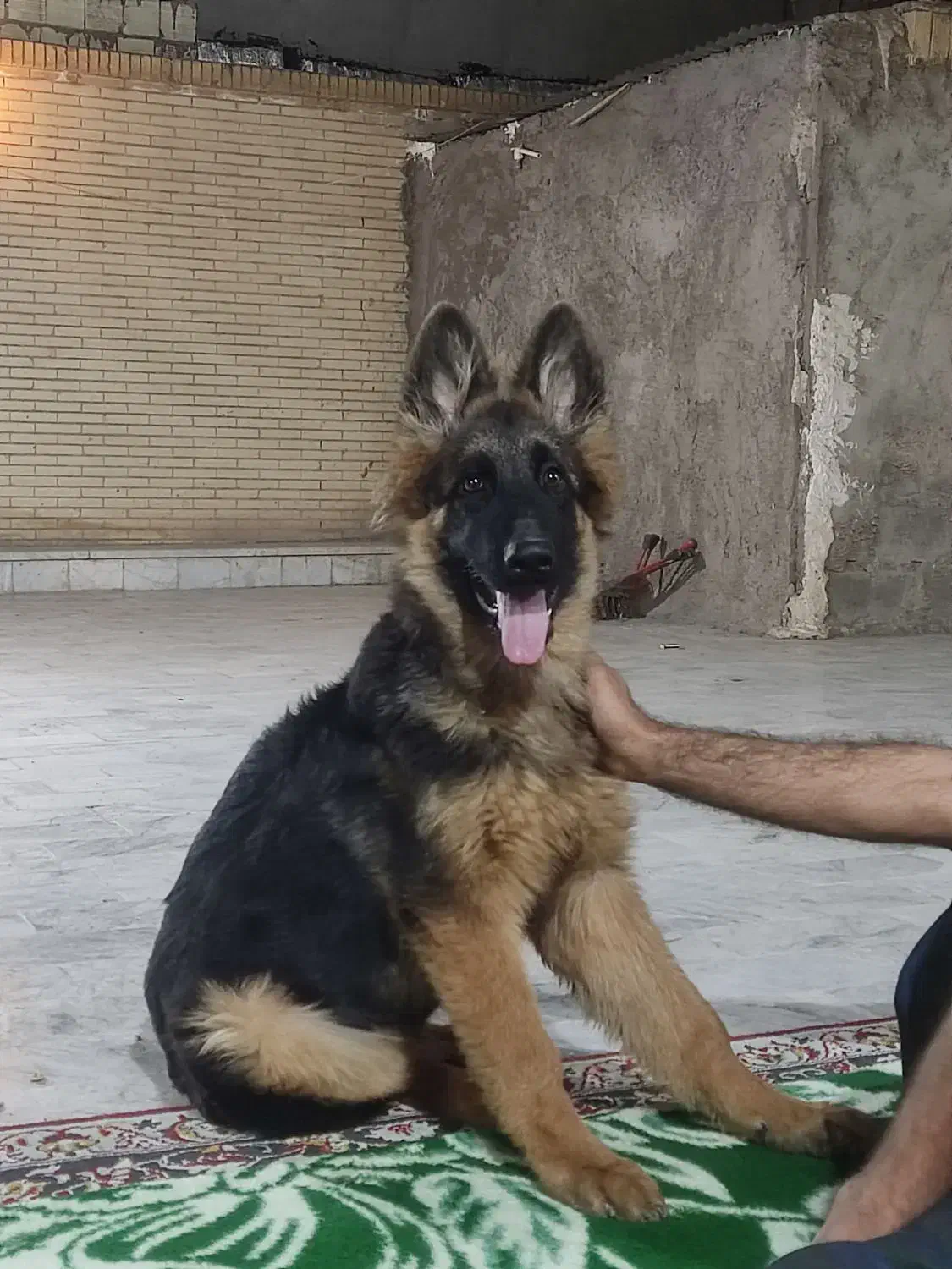 سگ ژرمن|سگ|رفسنجان, |دیوار