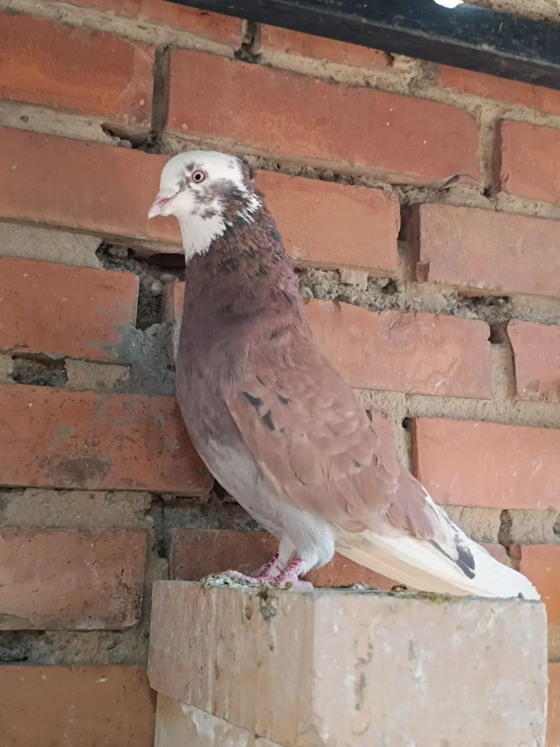 کفتر|پرنده|تهران, باغ خزانه|دیوار