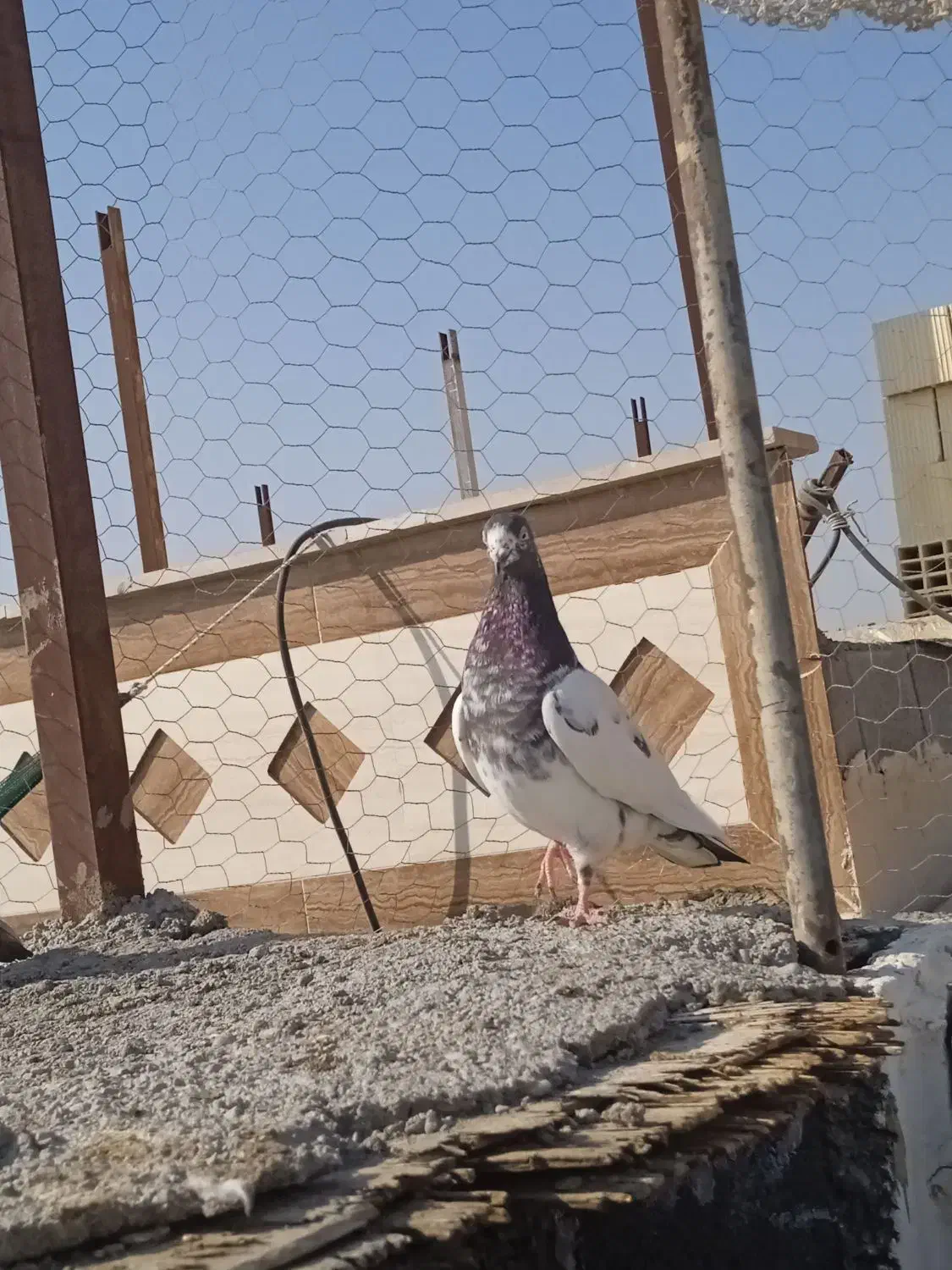 کفتر تیدی|پرنده|میناب, |دیوار