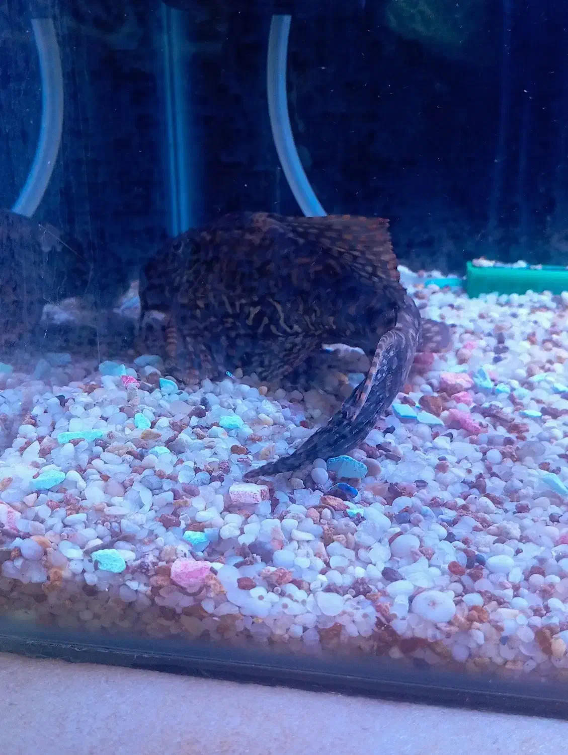 لجن خوار مامله با دوتا. سایز متوسط|ماهی|کرمان, |دیوار