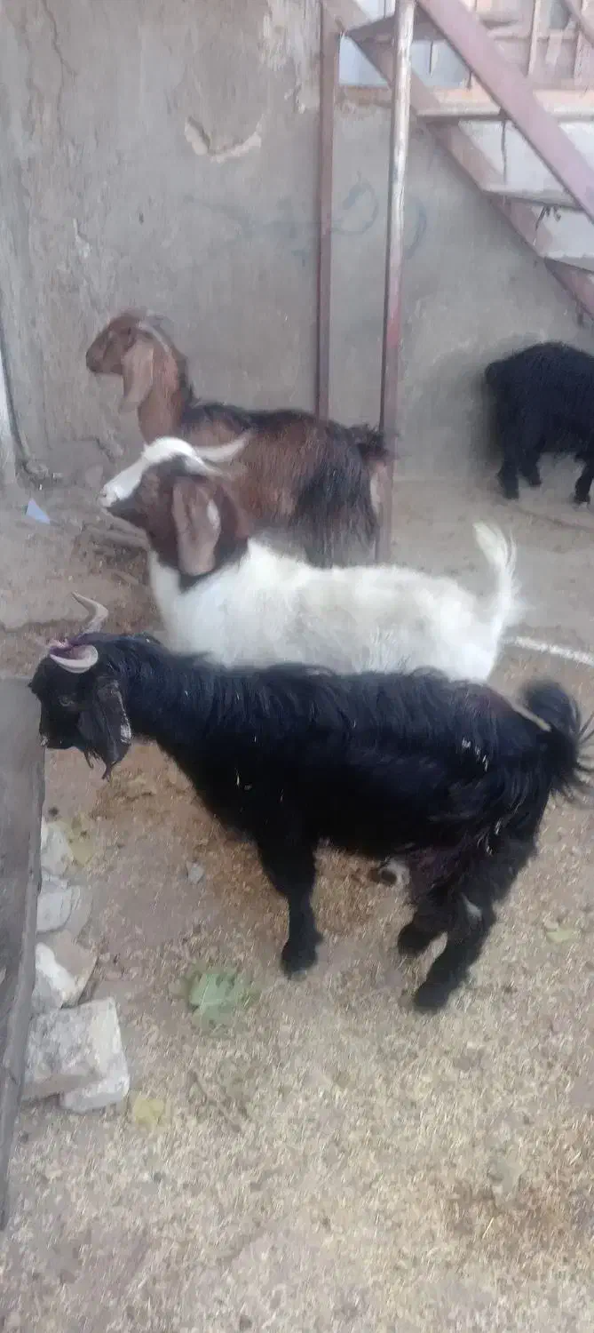 بزغاله نر کیلویی ۲۶۰ هزار|حیوانات مزرعه|بجنورد, |دیوار