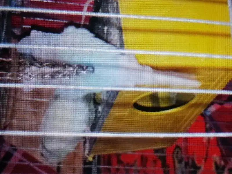 مرغ عشق اهلی|پرنده|شوش, |دیوار