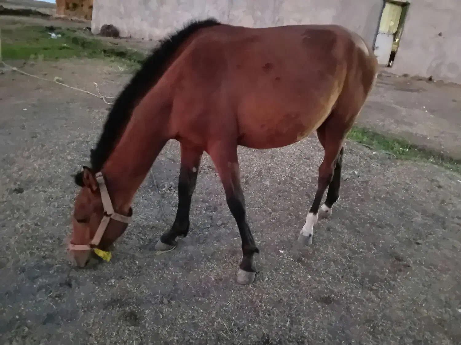 اسب نریان|اسب و تجهیزات اسبسواری|اردبیل, |دیوار