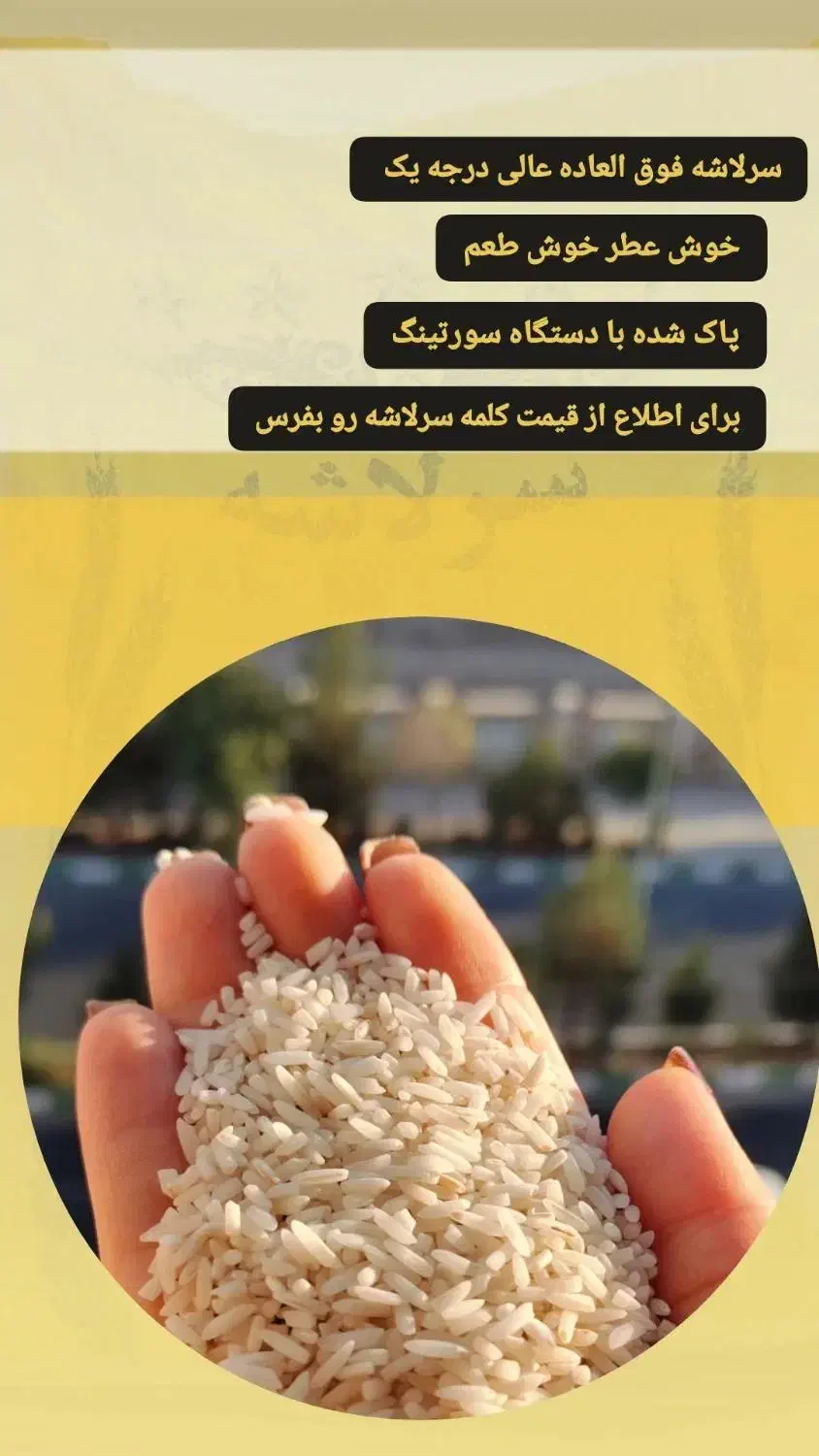 برنج سر لاشه معطر درجه یک نیم دانه عنبر بو|خوردنی و آشامیدنی|قم, پردیسان|دیوار