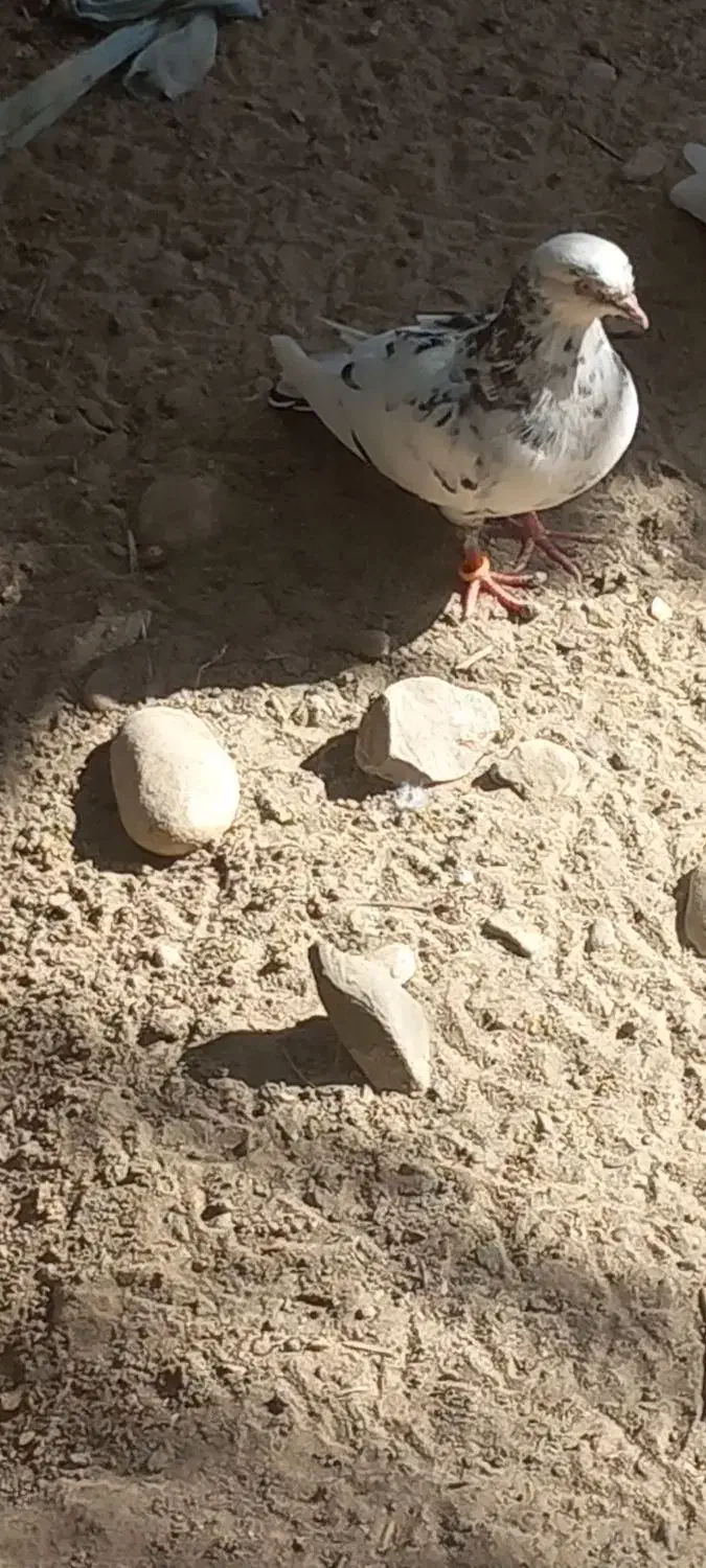 کفتر|پرنده|تخت, |دیوار