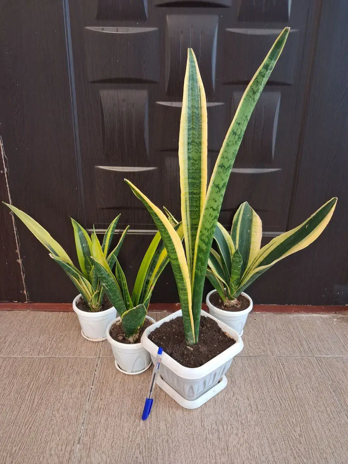 گل سانسوریا دیفن شفلرا قاشقی یوکا گلدان و غیره و|گل و گیاه طبیعی|اسلامآباد غرب, |دیوار