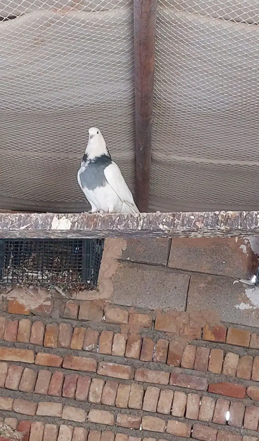 طوقی پراندنی ۲۰۰ هزار|پرنده|کبودرآهنگ, |دیوار