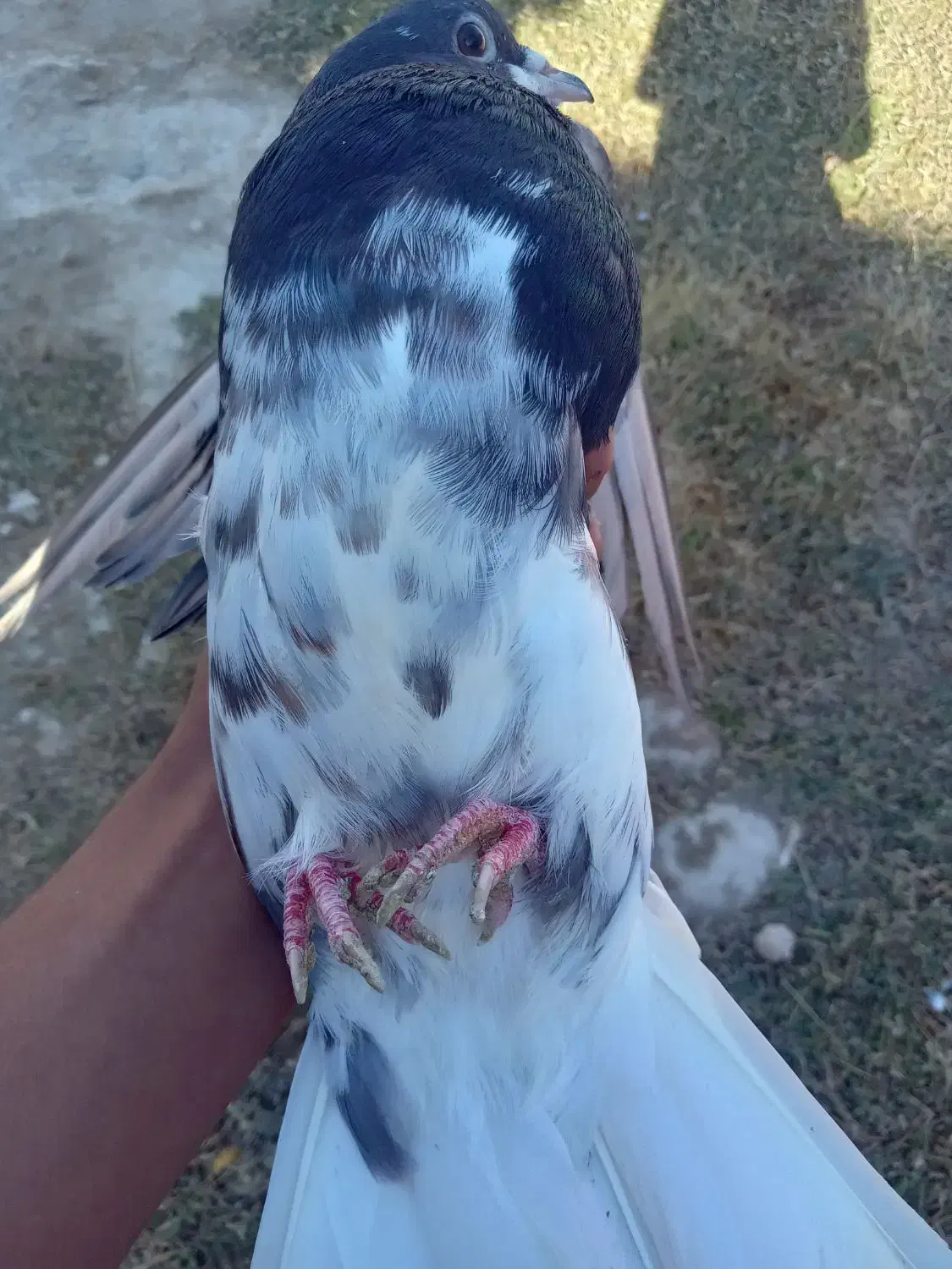 خوشرنگ سیا|پرنده|کوه چنار, |دیوار