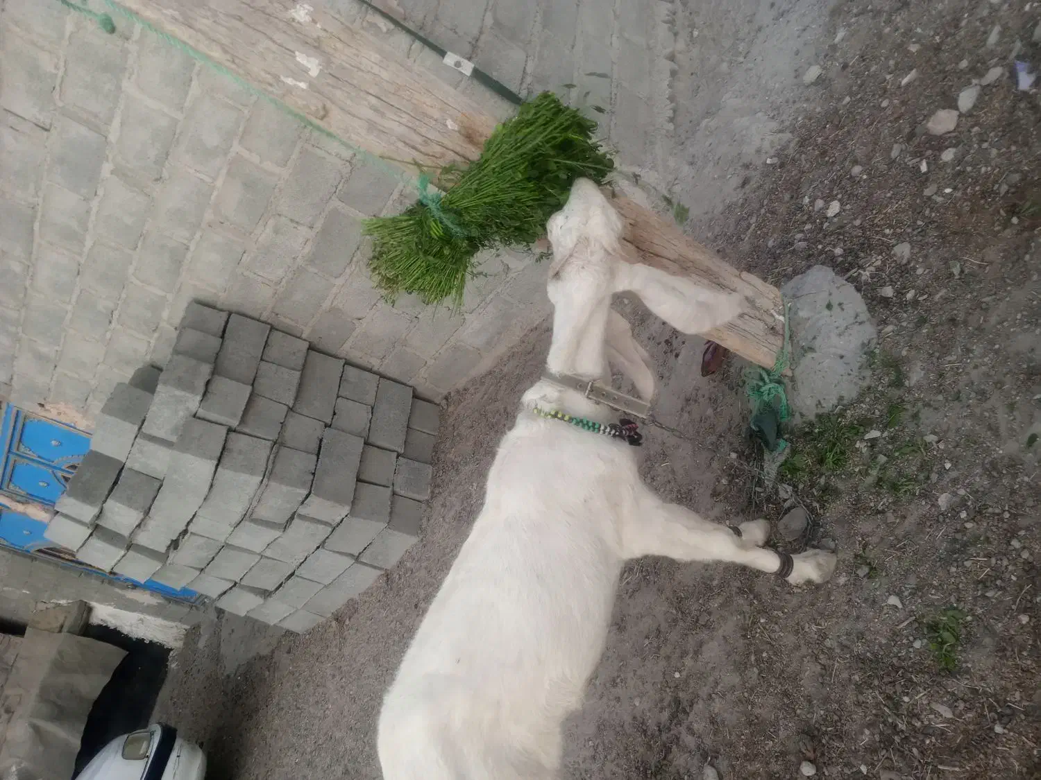 بز گلابوک|حیوانات مزرعه|ایرانشهر, |دیوار