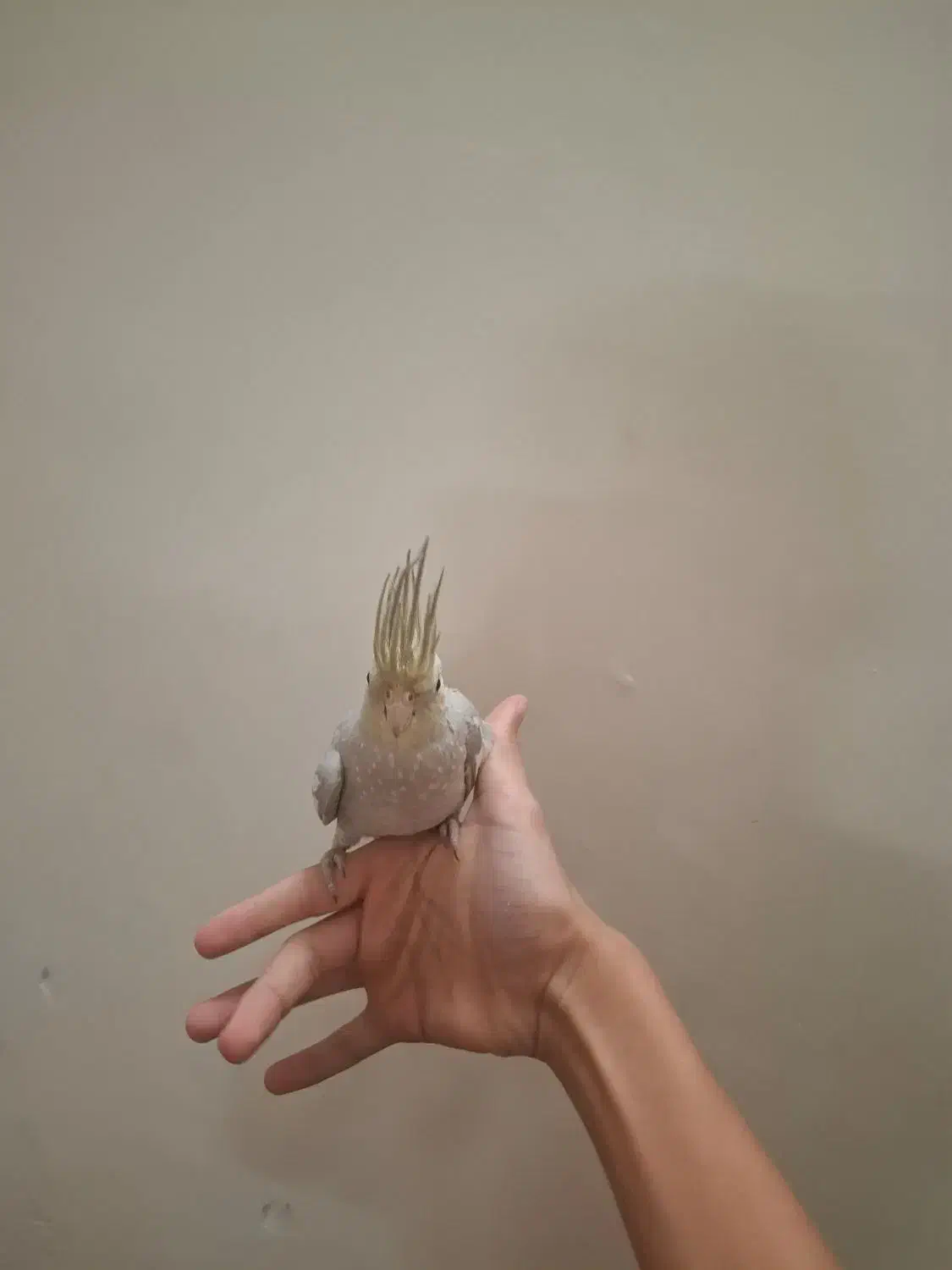 عروس هلندی دستی بالغ ماده|پرنده|شاهدشهر, |دیوار