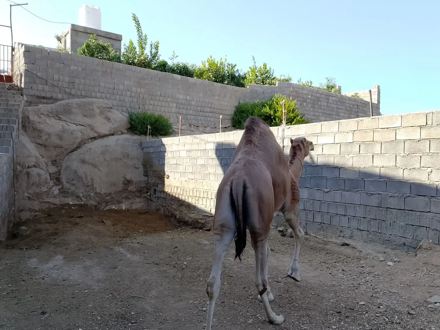 شتر|حیوانات مزرعه|خفر, |دیوار