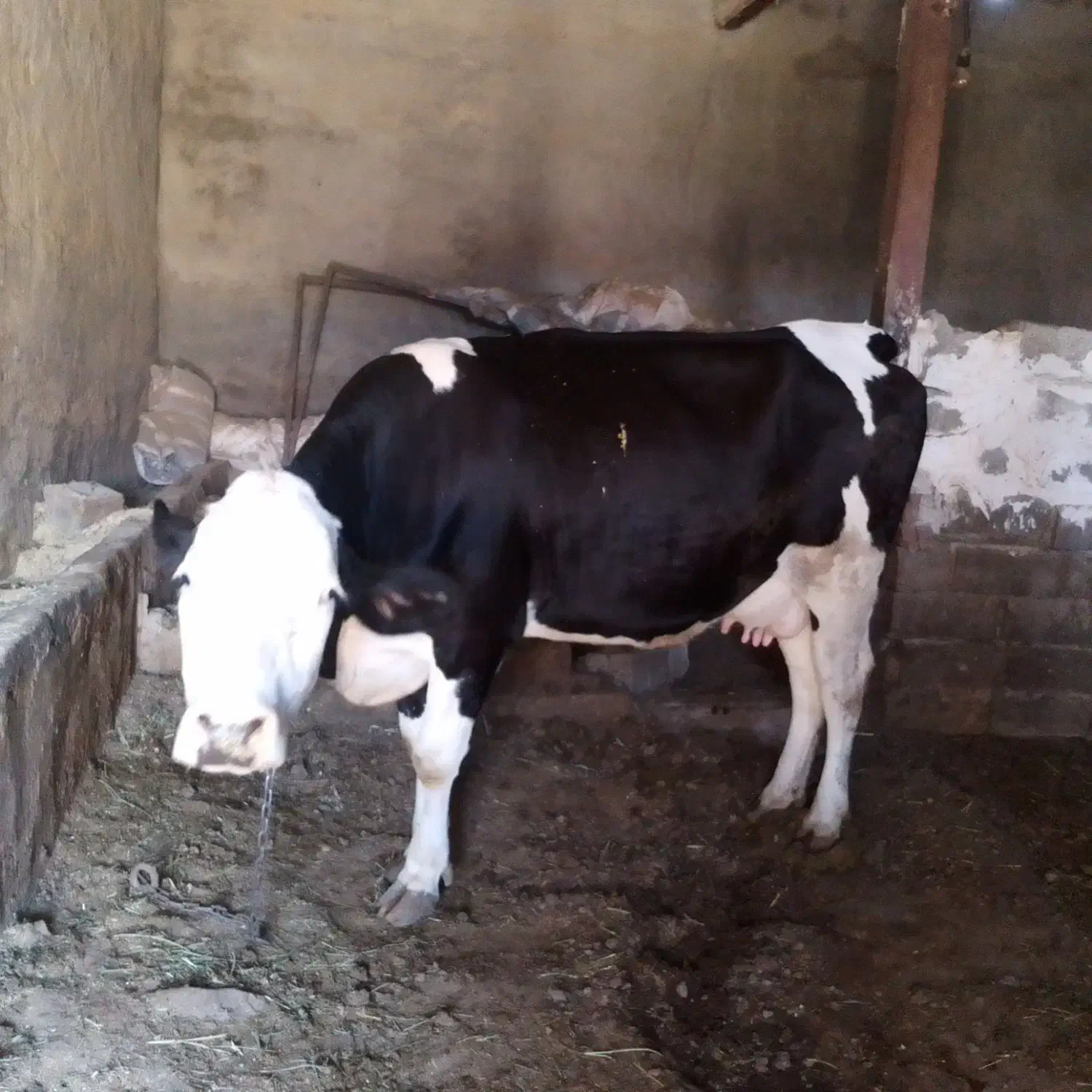 گاو سیمیتال|حیوانات مزرعه|کشاورز, |دیوار