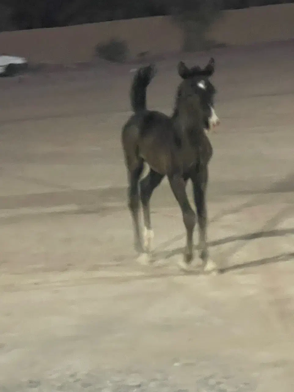 کره مادیان|اسب و تجهیزات اسب‌سواری|بم, |دیوار