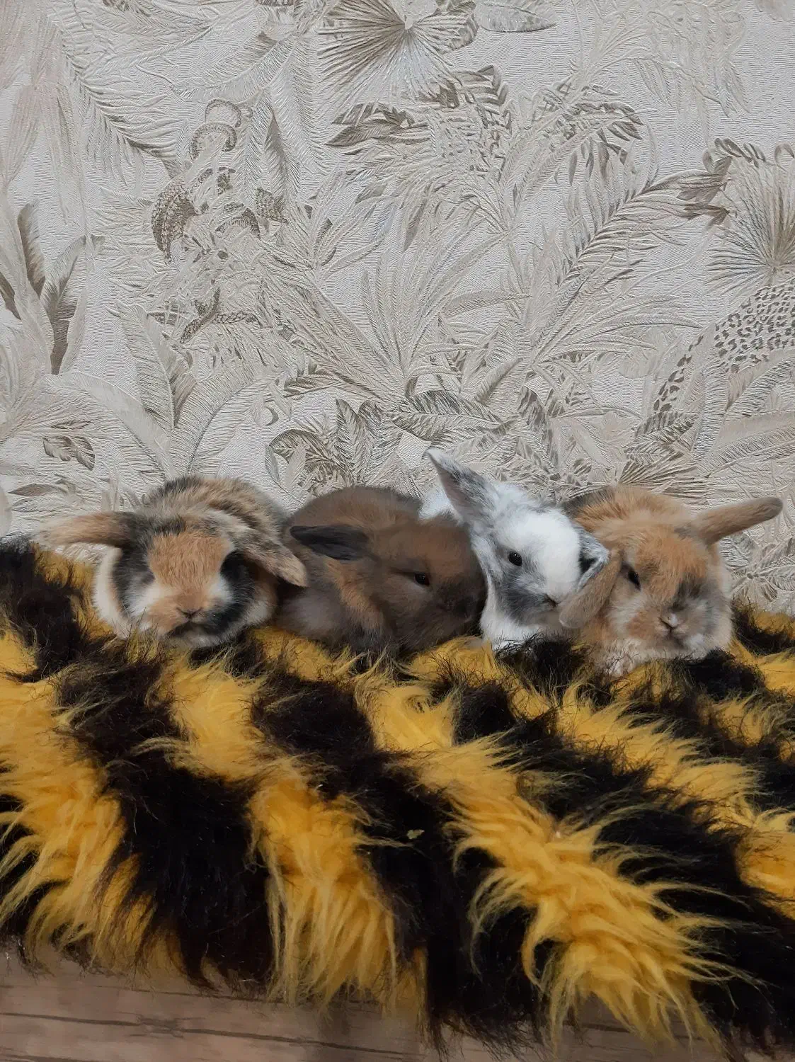 خرگوش لوپ|موش و خرگوش|اهواز, اسلام آباد غربی|دیوار