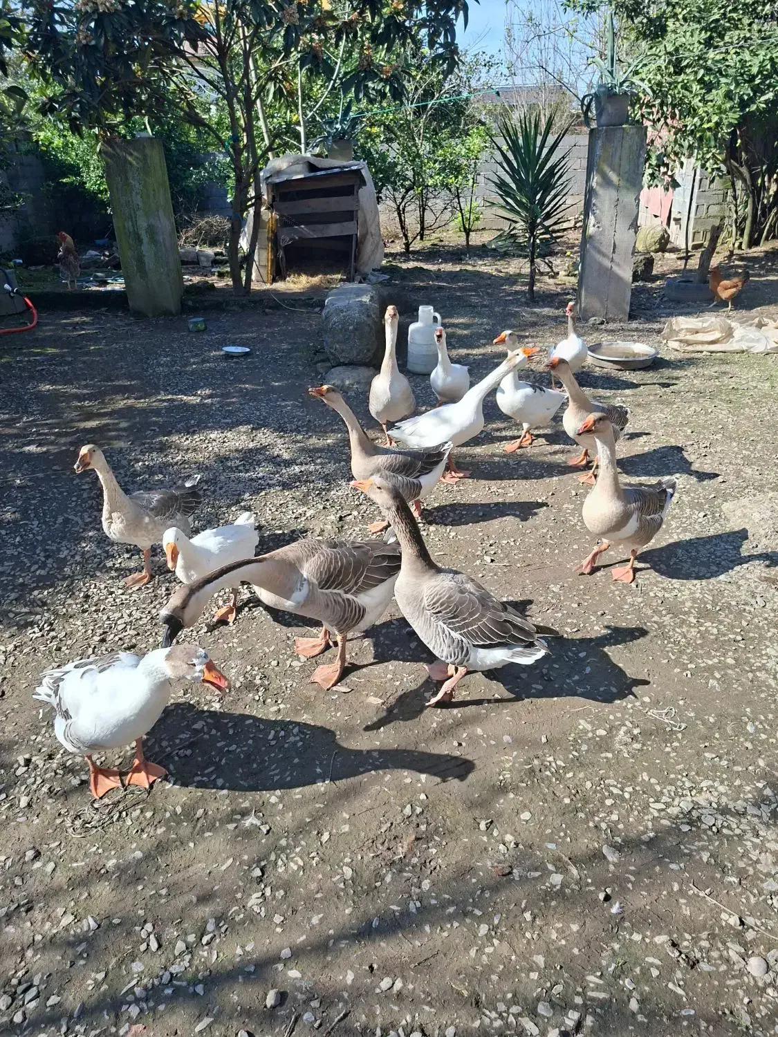 غاز محلی و قو غاز|حیوانات مزرعه|لاهیجان, انقلاب|دیوار