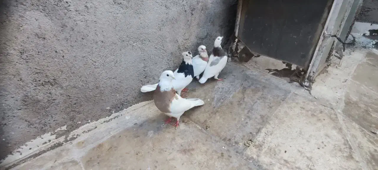 جفت طوقی با دوتا جوجه|پرنده|قم, شهرک توانیر|دیوار