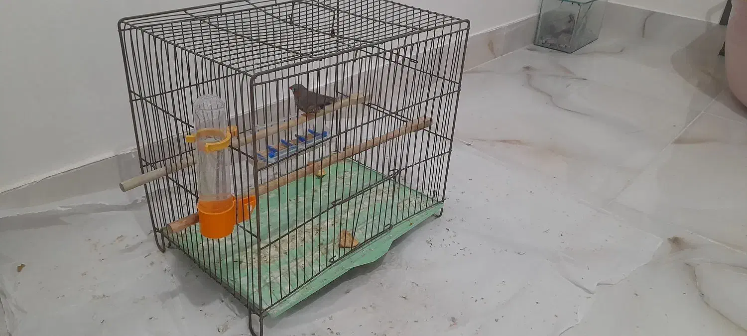 فنج نر با قفس ووسایل|پرنده|تبریز, |دیوار