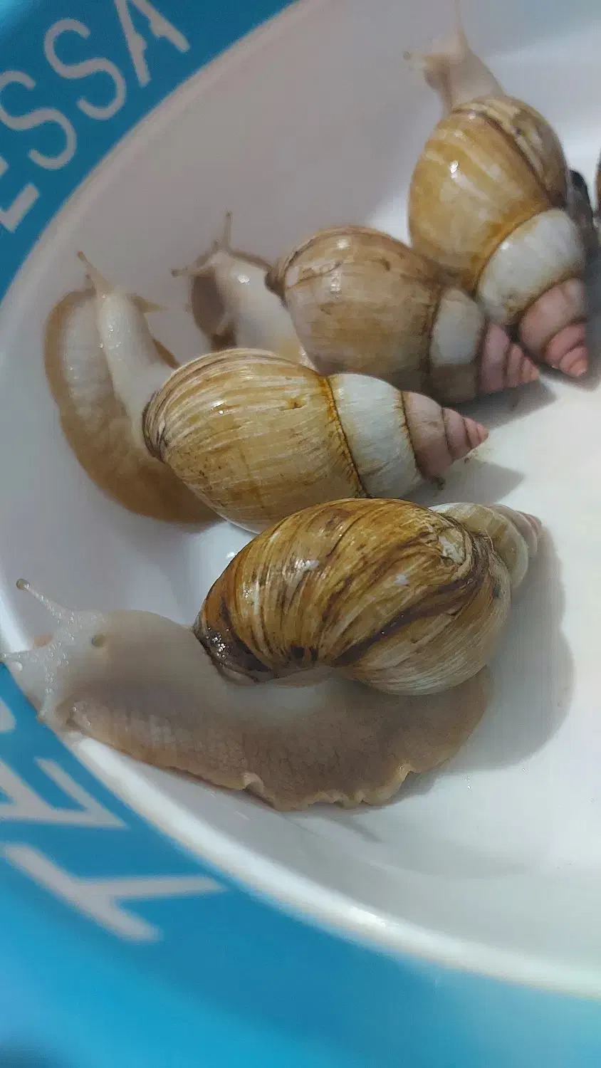 حلزون کلاژن ساز|خزنده|کرج, گلشهر|دیوار