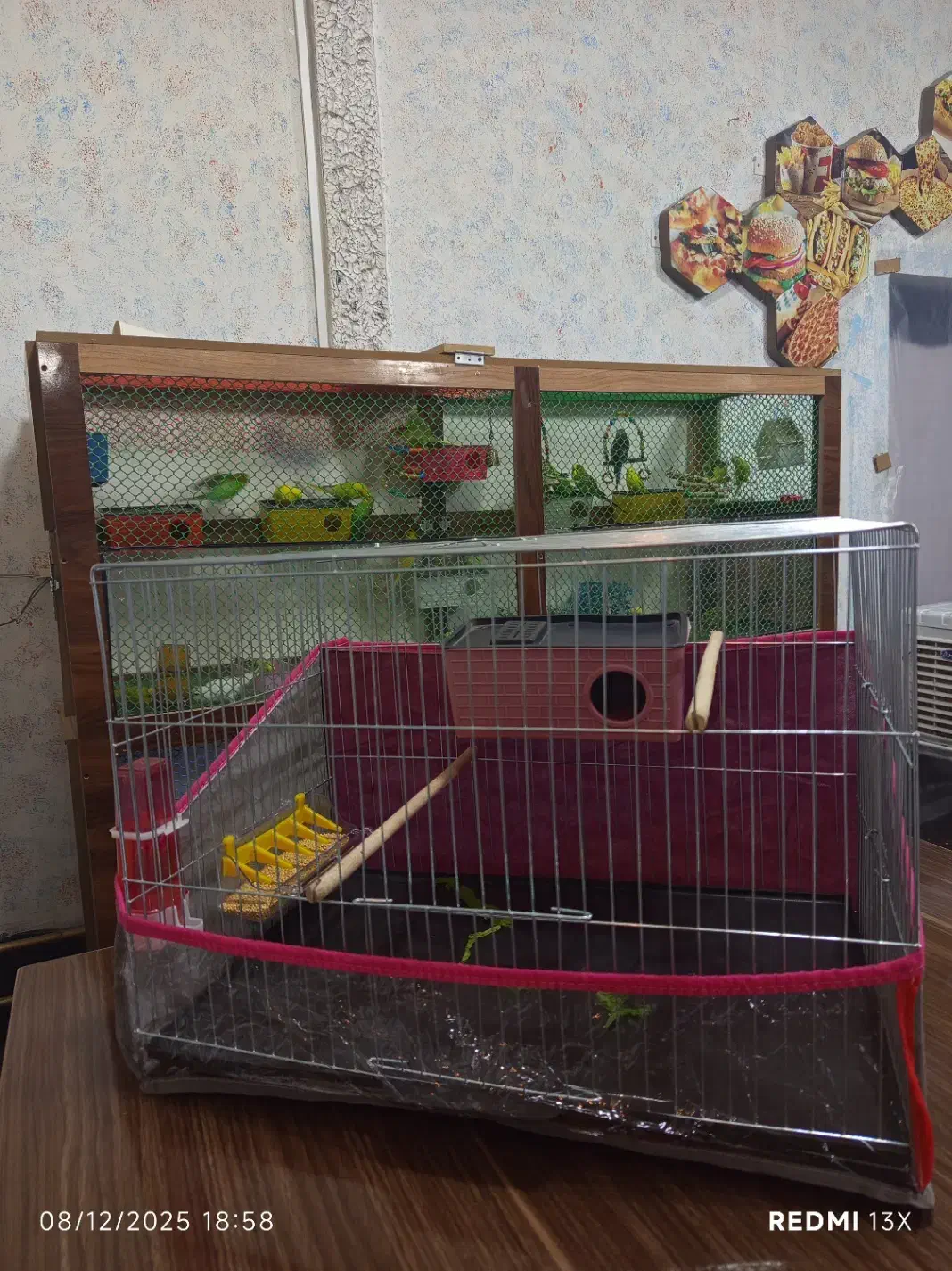 ۲عدد مرغ عشق نر و ماده با قفس|پرنده|چالدران, |دیوار