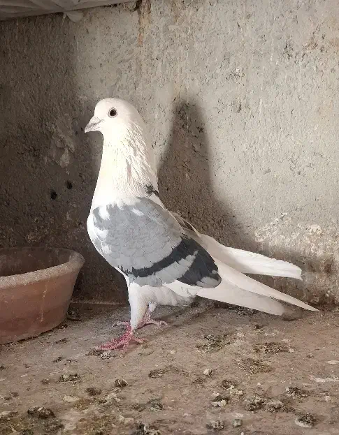 کبوتر پرشی|پرنده|شهریار, فرارت|دیوار