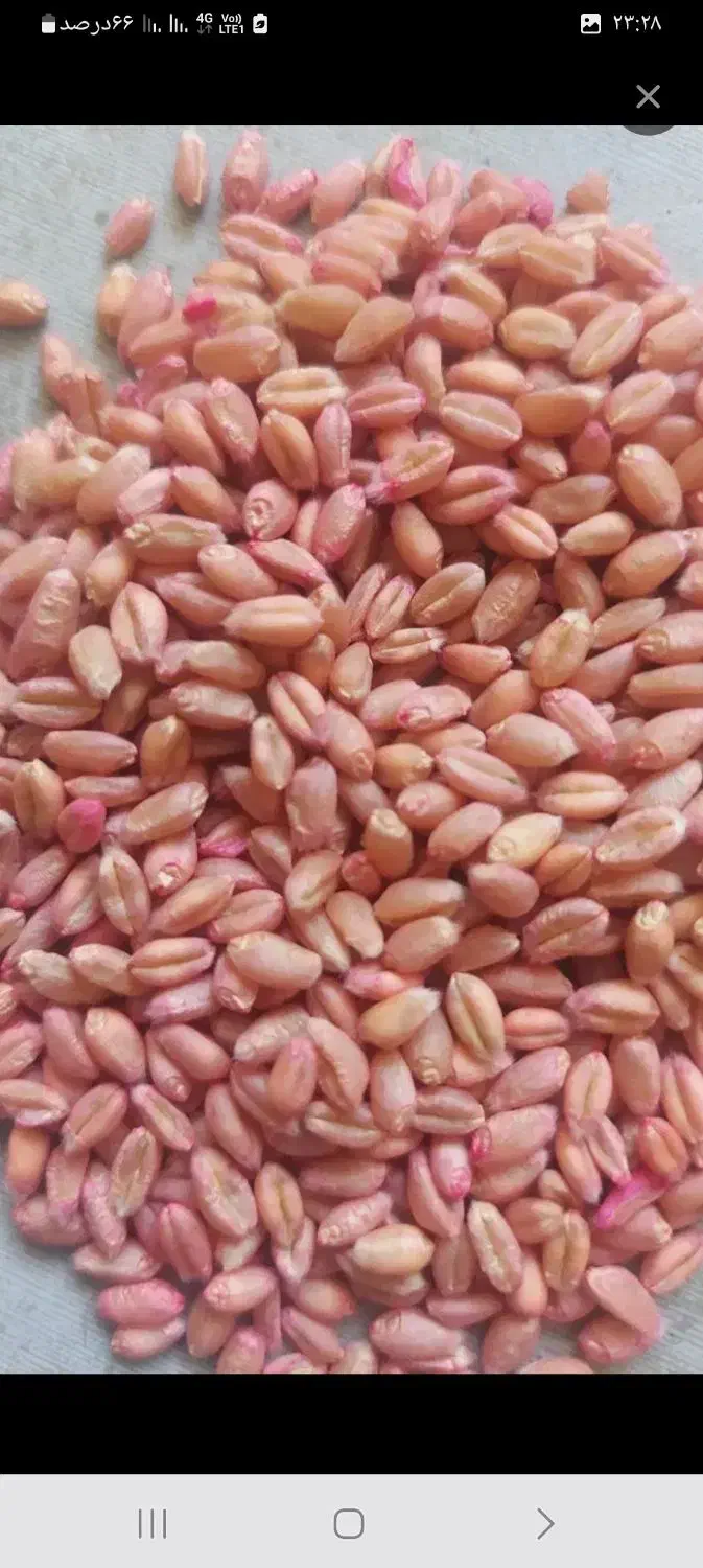 بذر گندم مادری رقم پیشگام اصلاح شده|خدمات باغبانی و درختکاری|نهاوند, |دیوار