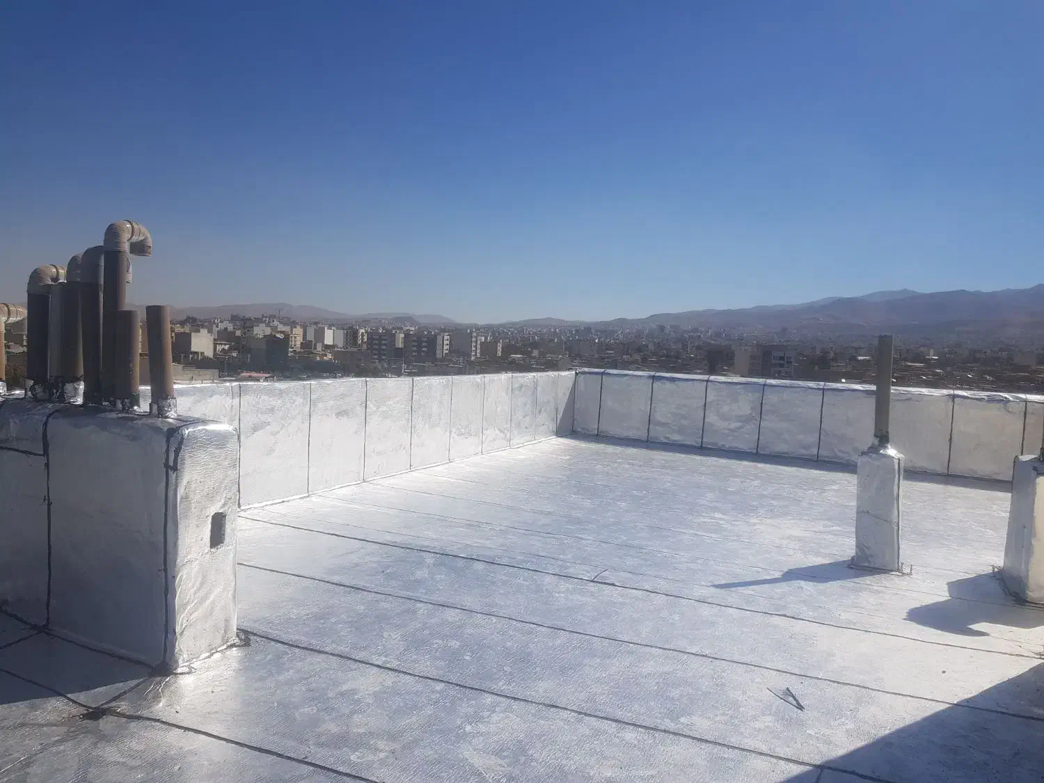 گمشده چپی ماده|حیوانات|همدان, |دیوار