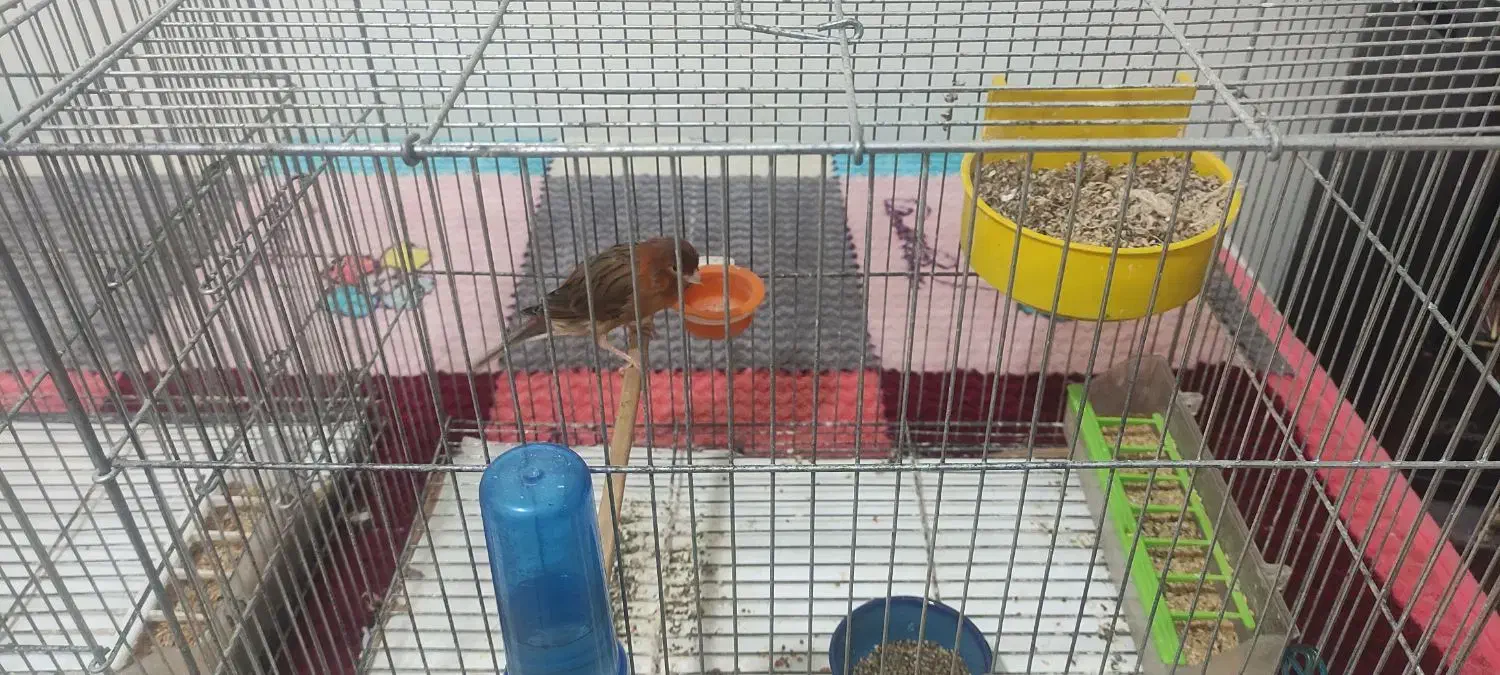 قناری|پرنده|اهواز, کوی جواهری|دیوار