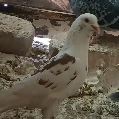 کفتر ابلغ سرخ صید|حیوانات|مشهد, کشاورز|دیوار