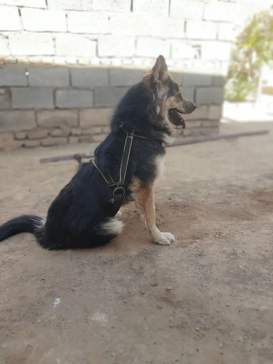 فروش فوری|سگ|سبزوار, عارف|دیوار