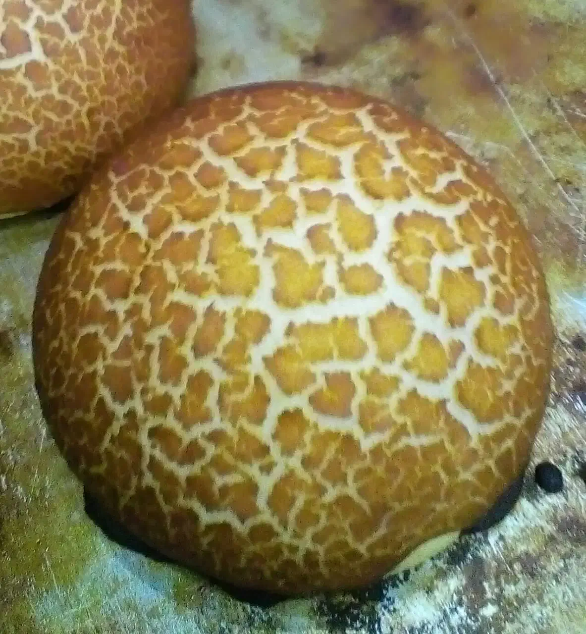 به یک شاطر نان فانتزی و دستیار نیازمندیم|استخدام خدمات فروشگاه و رستوران|تهران, فردوس|دیوار