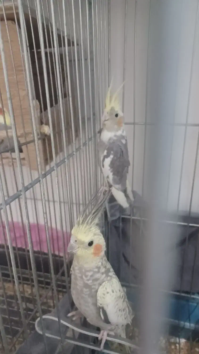 فروش یا معاوضه|پرنده|محمدشهر, محمدشهر|دیوار