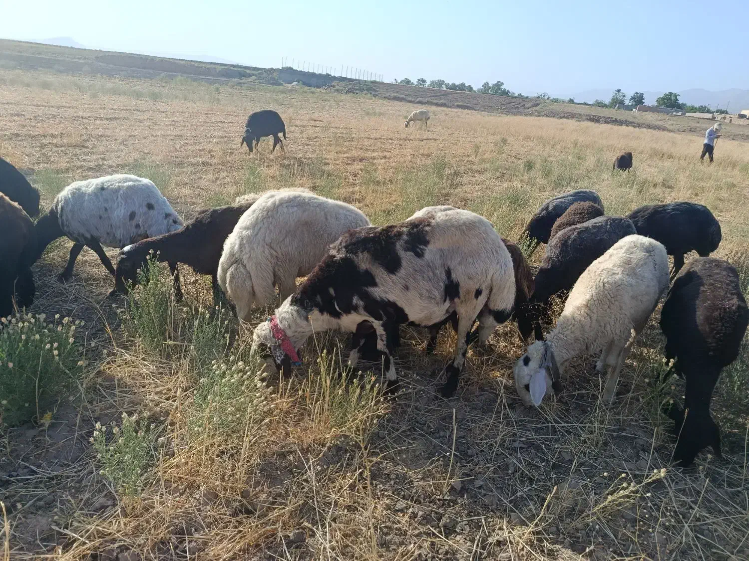 قوچ پلنگی|حیوانات مزرعه|مشهد, هفده شهریور|دیوار