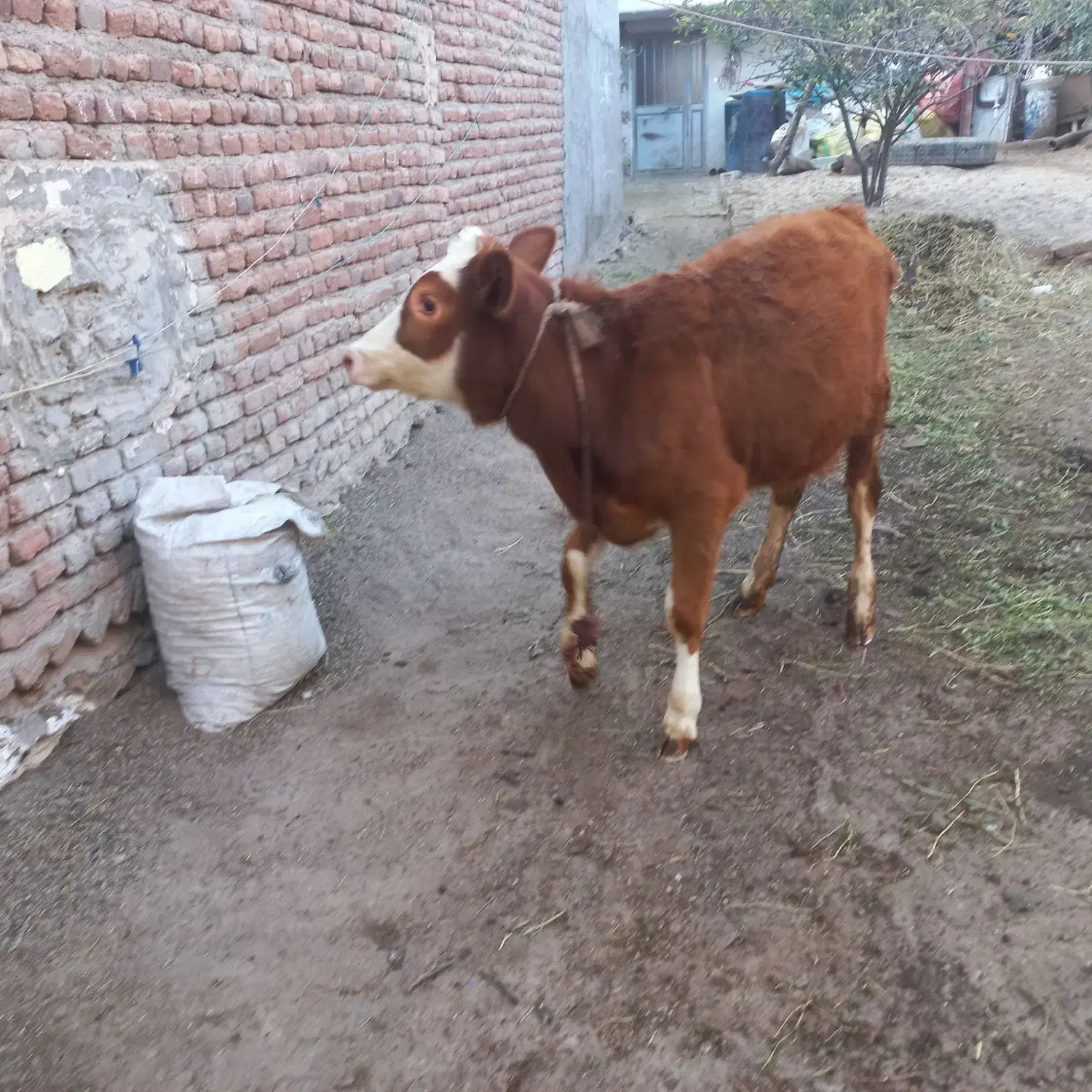 باسلام دوتا گوساله جوفتی ۹۰میلیون|حیوانات مزرعه|اردبیل, |دیوار