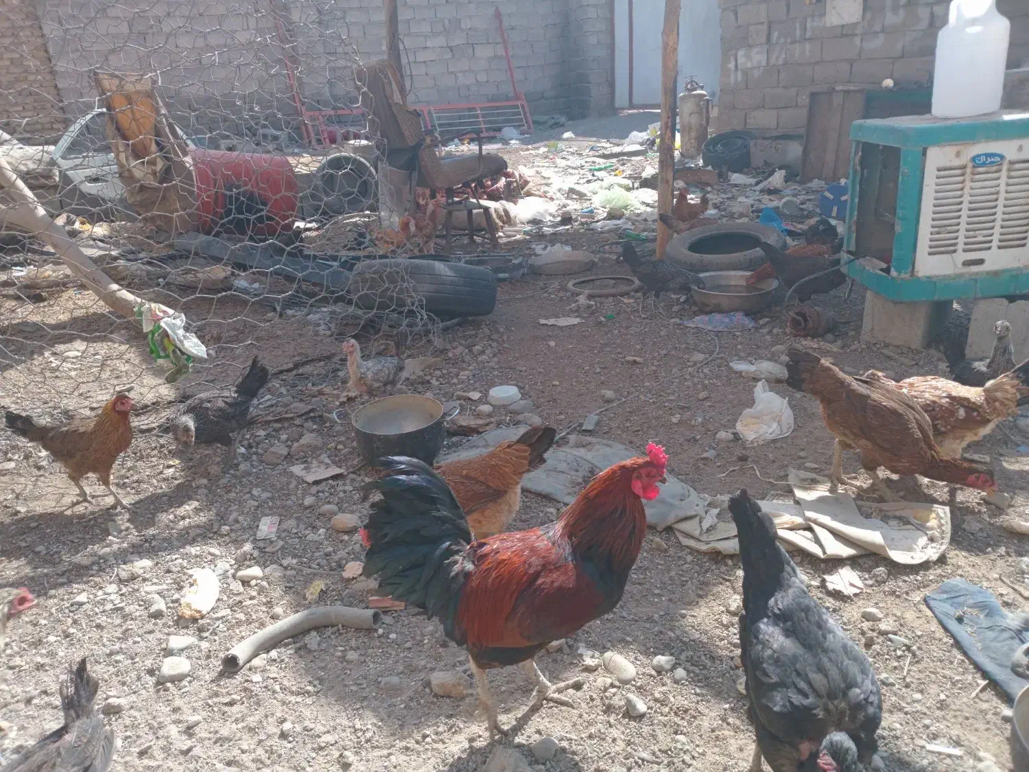 خرومحلی اصل جان بچم|حیوانات مزرعه|جیرفت, |دیوار