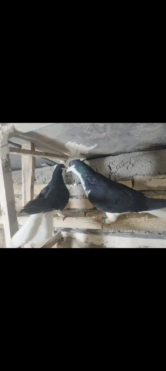 کبوتر|پرنده|تاکستان, |دیوار